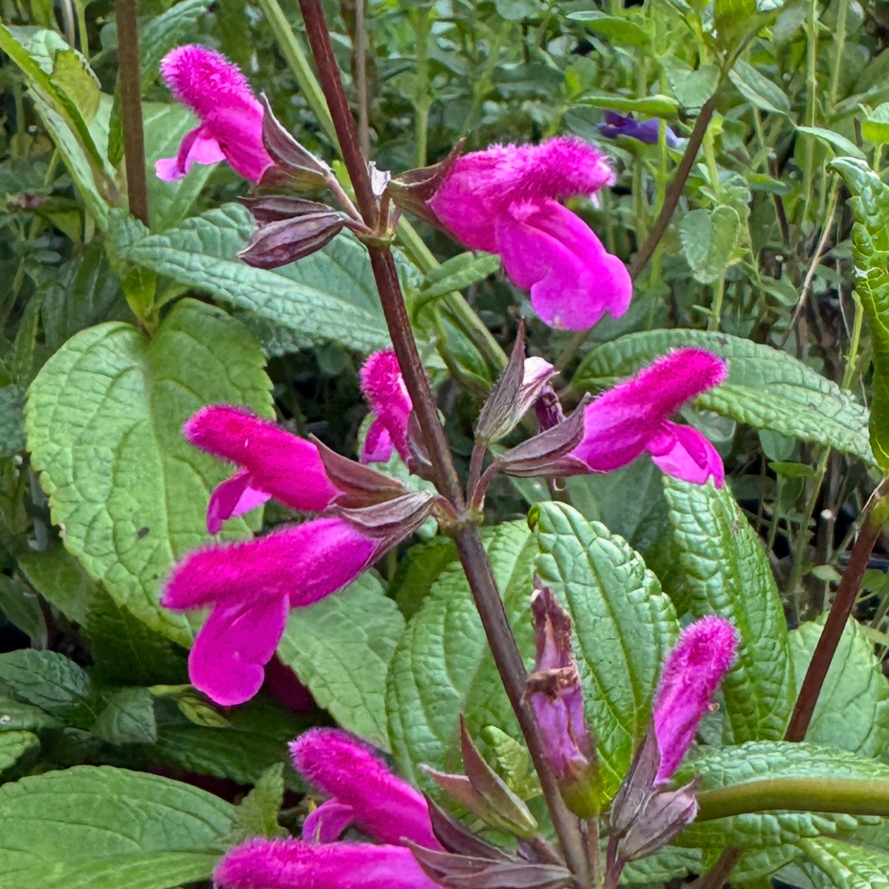 Salvia chiapensis