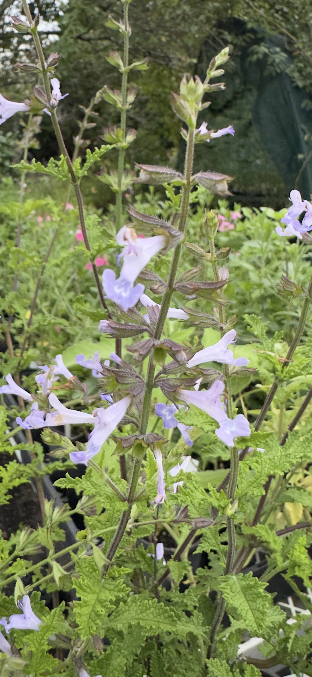 Salvia 'Boundary Creek'