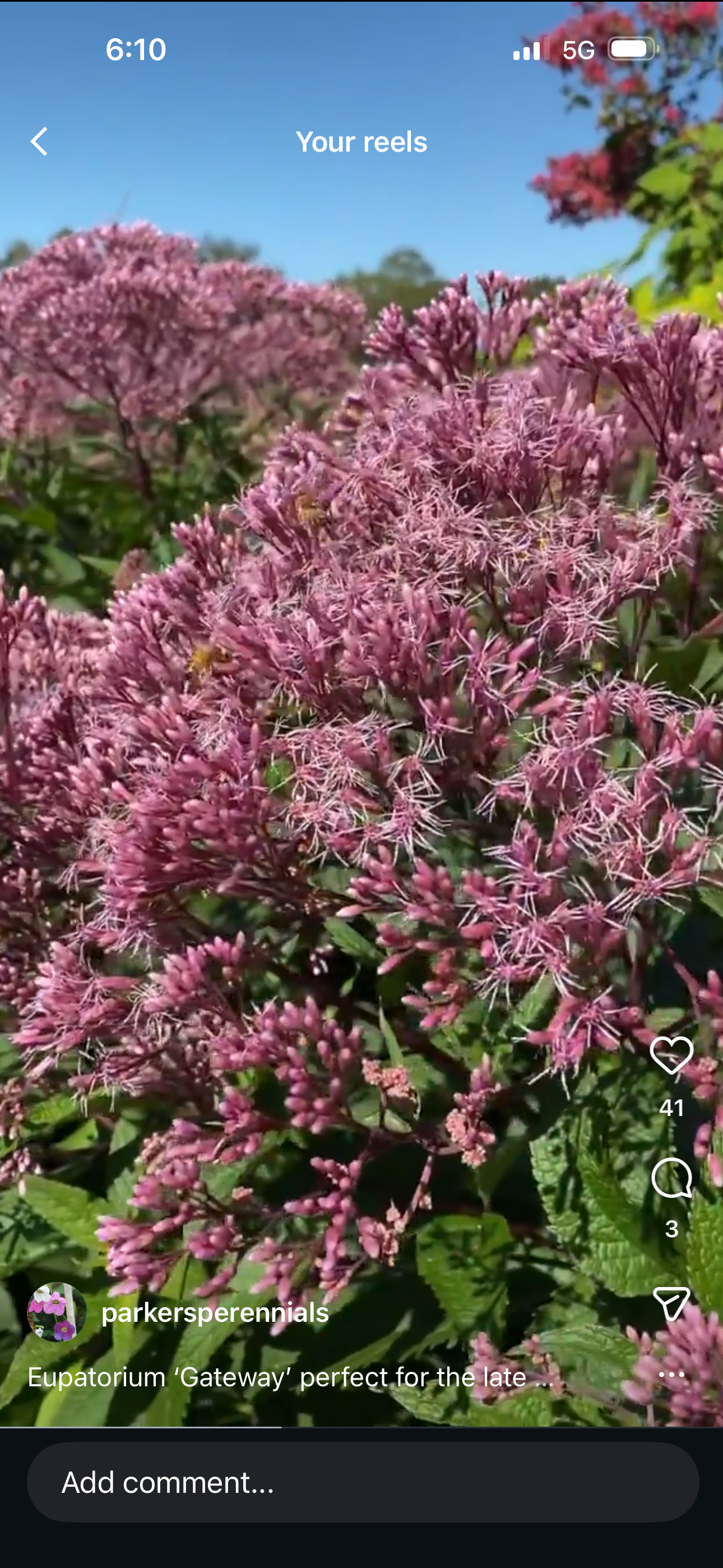 Eupatorium Maculatum Gateway