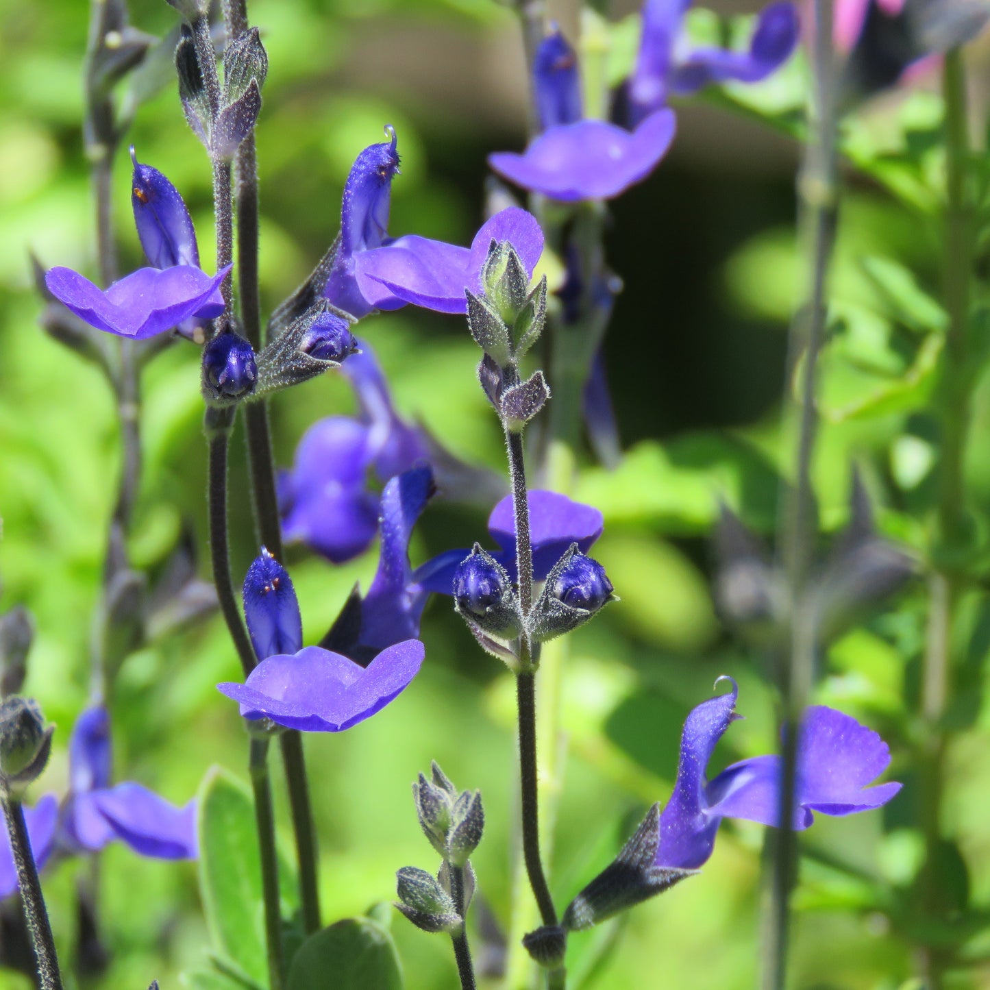Salvia Greggii 'Blue Note'