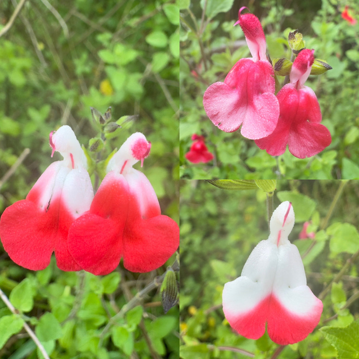 Salvia microphylla ‘Hot Iips'