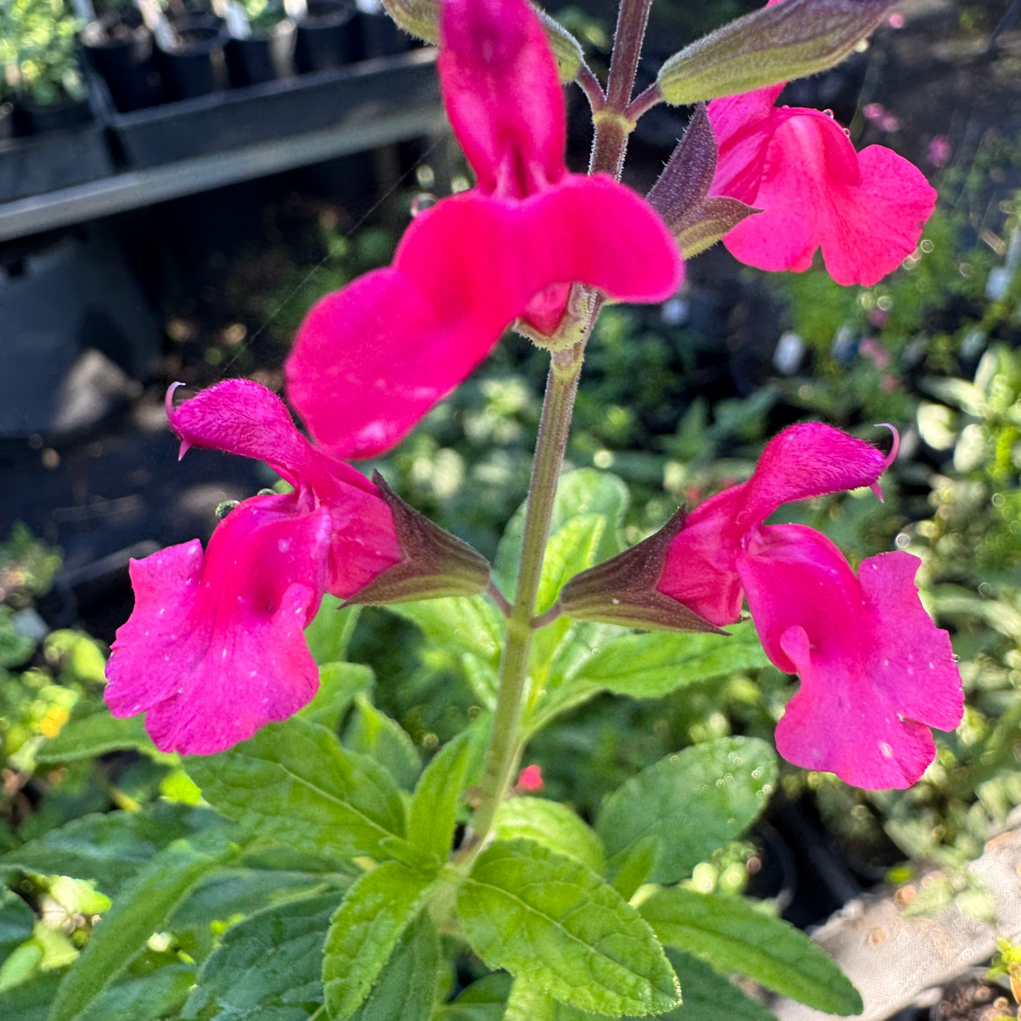 Salvia microphylla ‘Cerise Velvet’