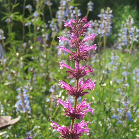 Agastache Sangria