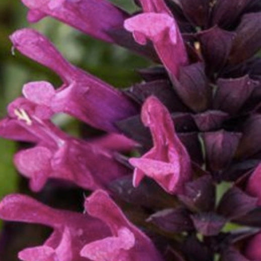 Salvia 'Plum Crazy'