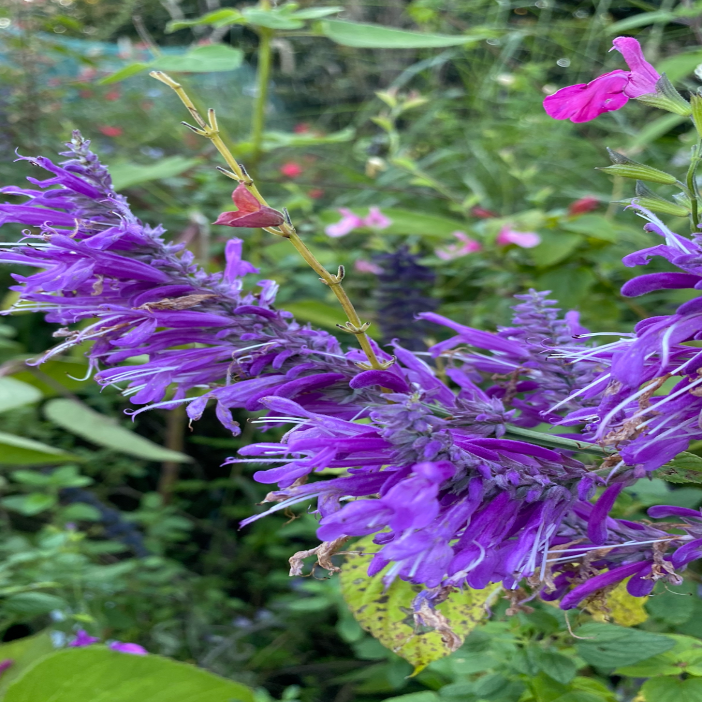 salvia purpurea