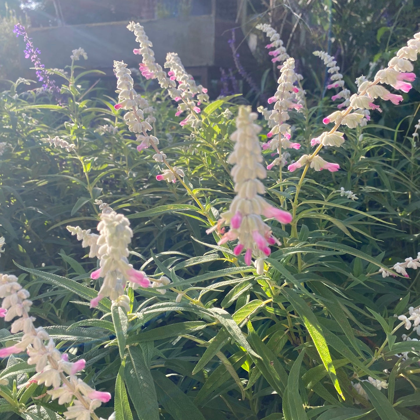 Salvia leucantha ‘Pink Velour’