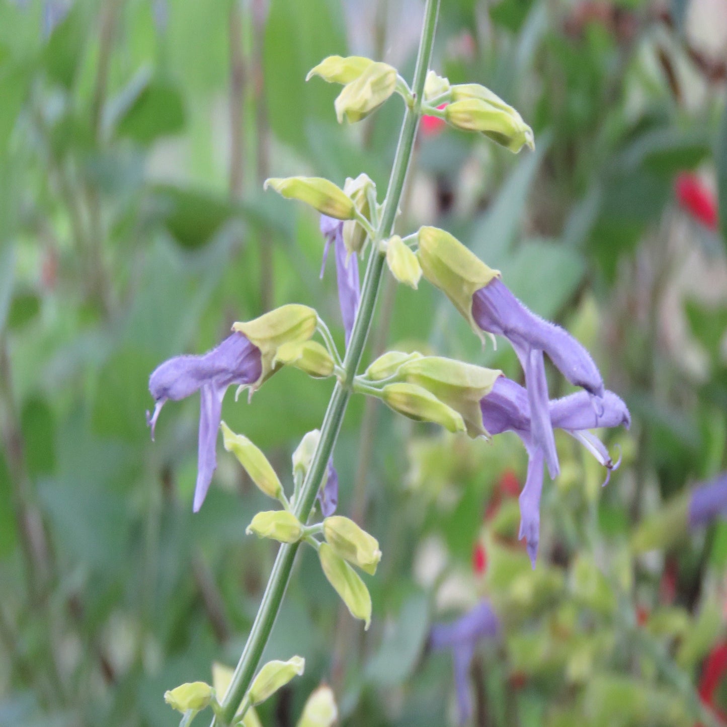 Salvia 'mexicana kieran'