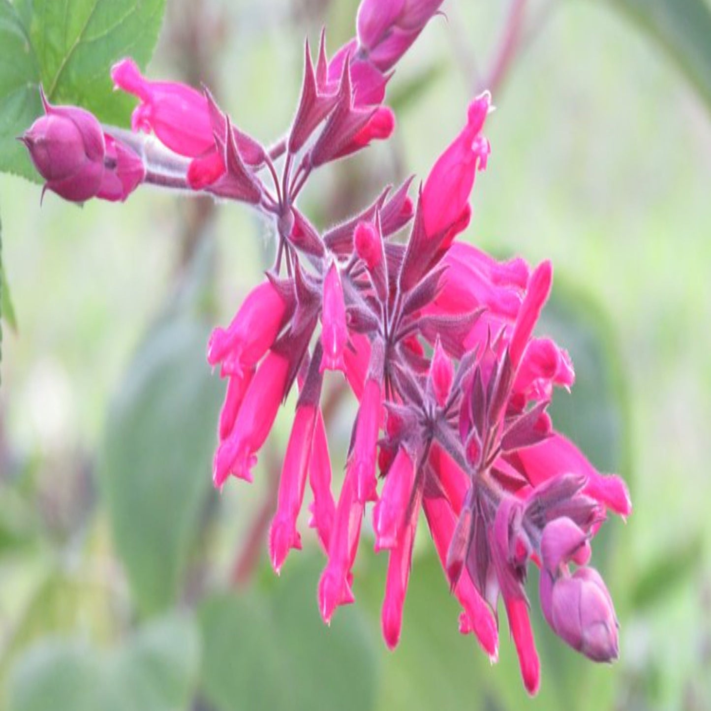 Salvia Karwinskii ‘cyclamen’