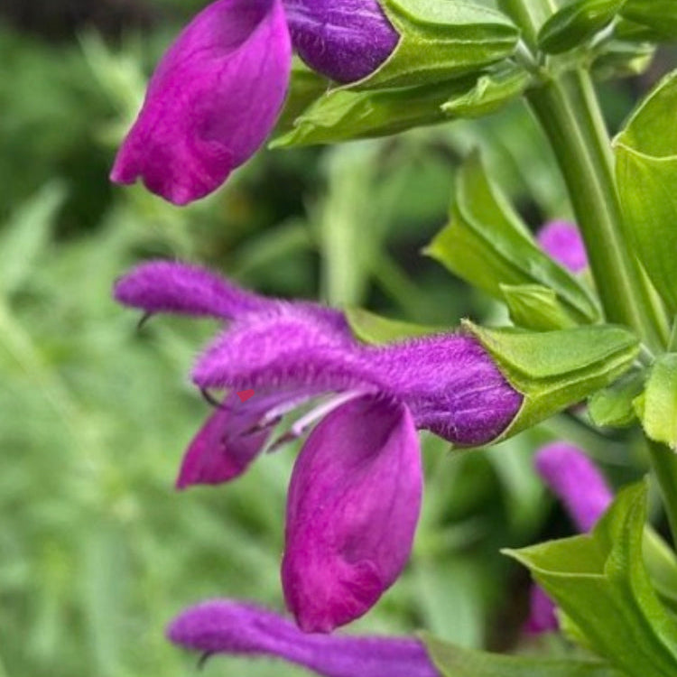 Salvia mexicana 'Wildwood'