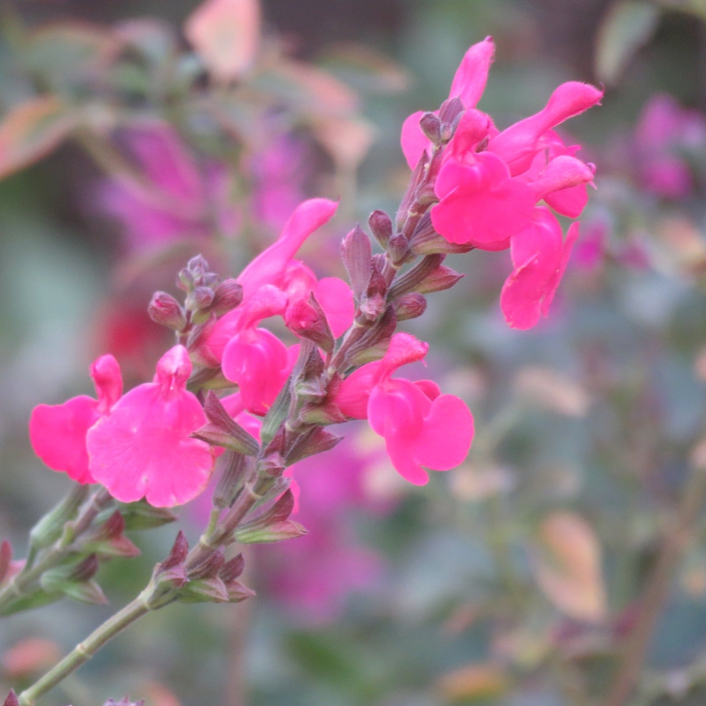 Salvia 'Penny's Smile'