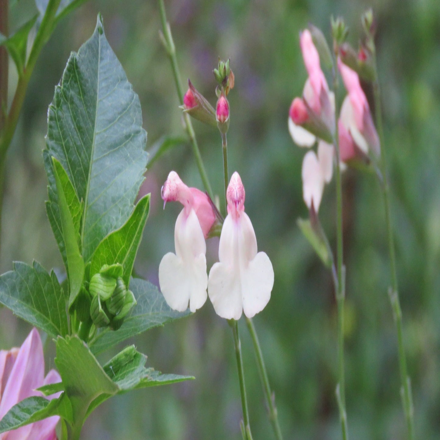 Salvia microphylla 'candleglow '