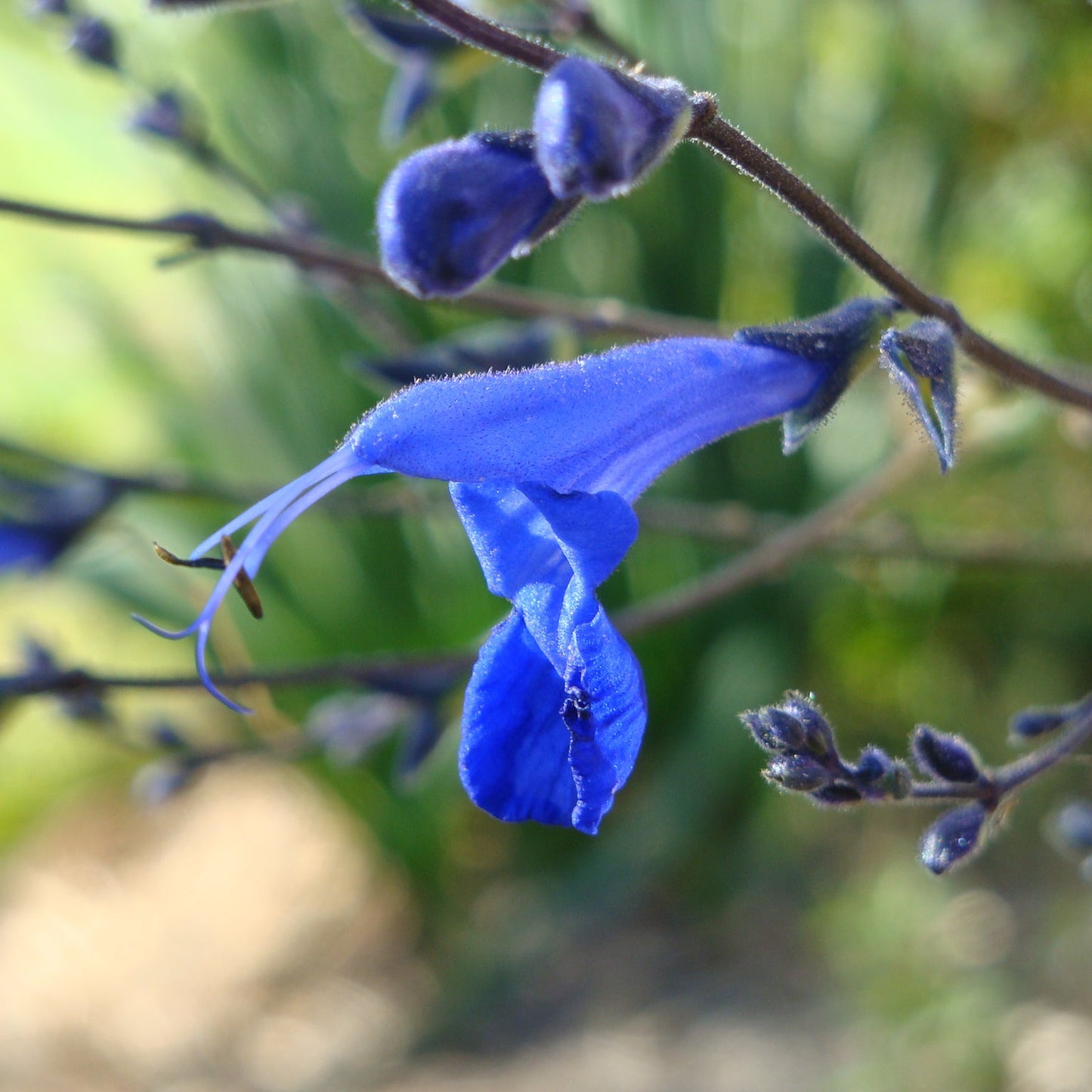Salvia sagittata