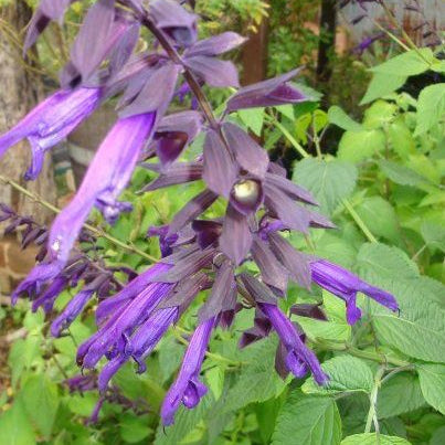 salvia black knight for sale online nursery parkers perennials plants garden perennials