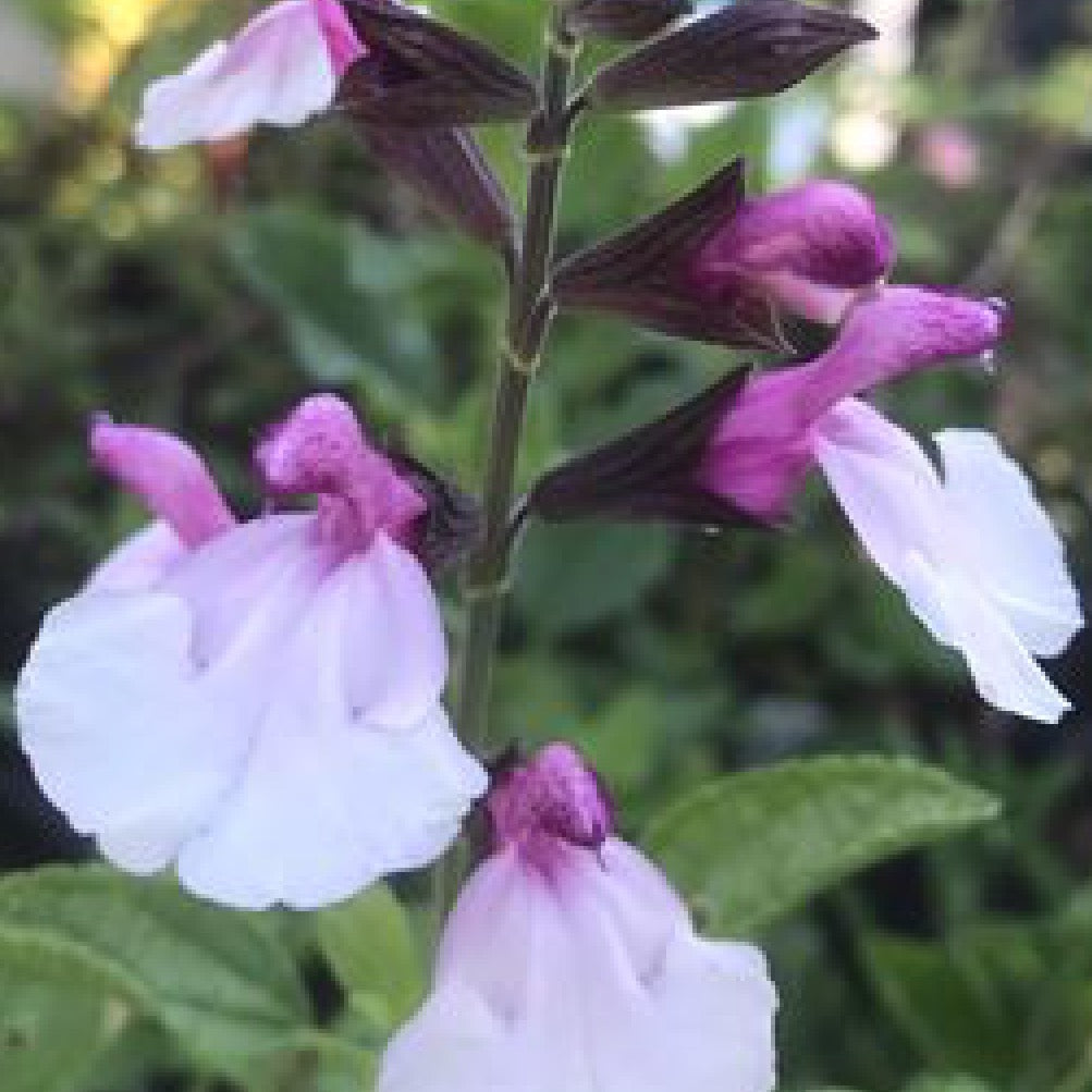 Salvia Di's Delight.