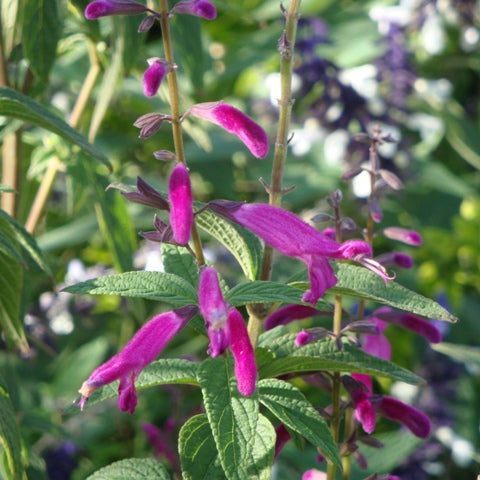 Salvia curviflora.