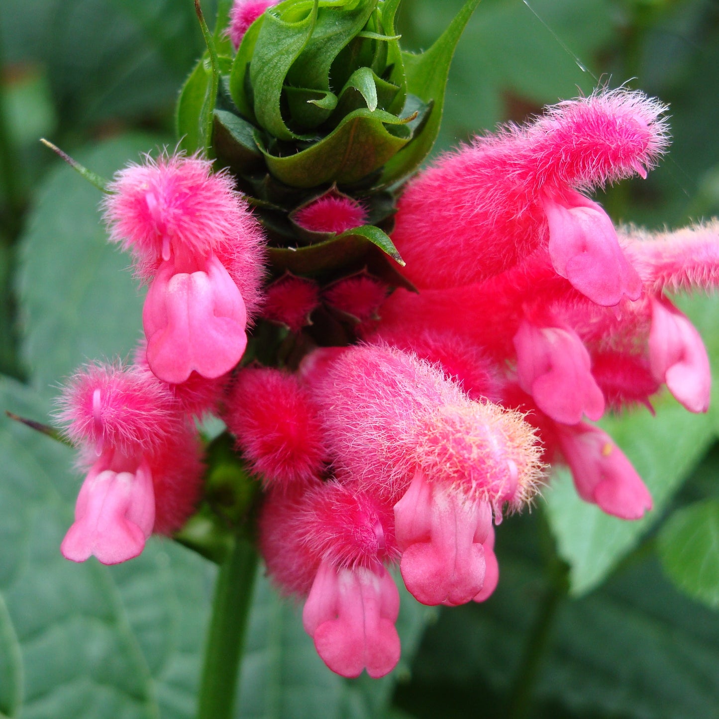 'Salvia oxyphora originating Bolivia. Lovely furry pink flowers attractive shiny green foliage 1m sale online parkers perennials glenorie' www.parkersperennials.com.au parkersperennialsshopabove all, most noteworthy, certainly, even more.salvia oxyphora. perennials. online. sale. where to purchase. perennials. nursery
