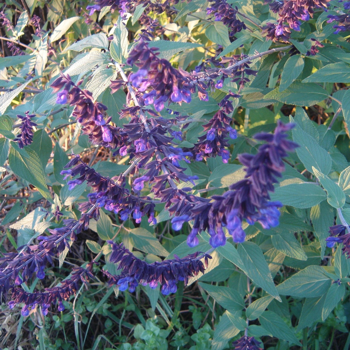 Salvia 'Anthony Parker'