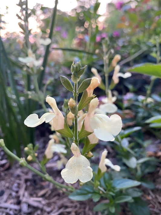 Salvia x jamensis 'White Gold'