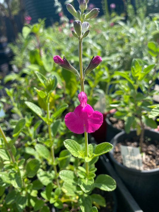 Salvia microphylla ‘Pink Blush’