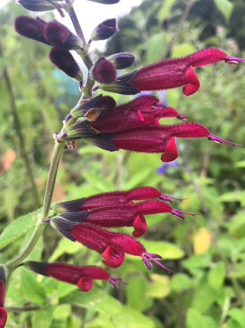 Salvia envy (dark form)