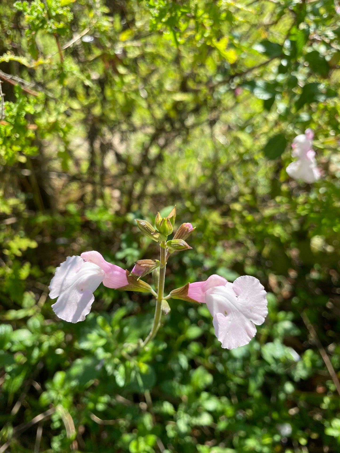 Salvia 'Powder Puff'