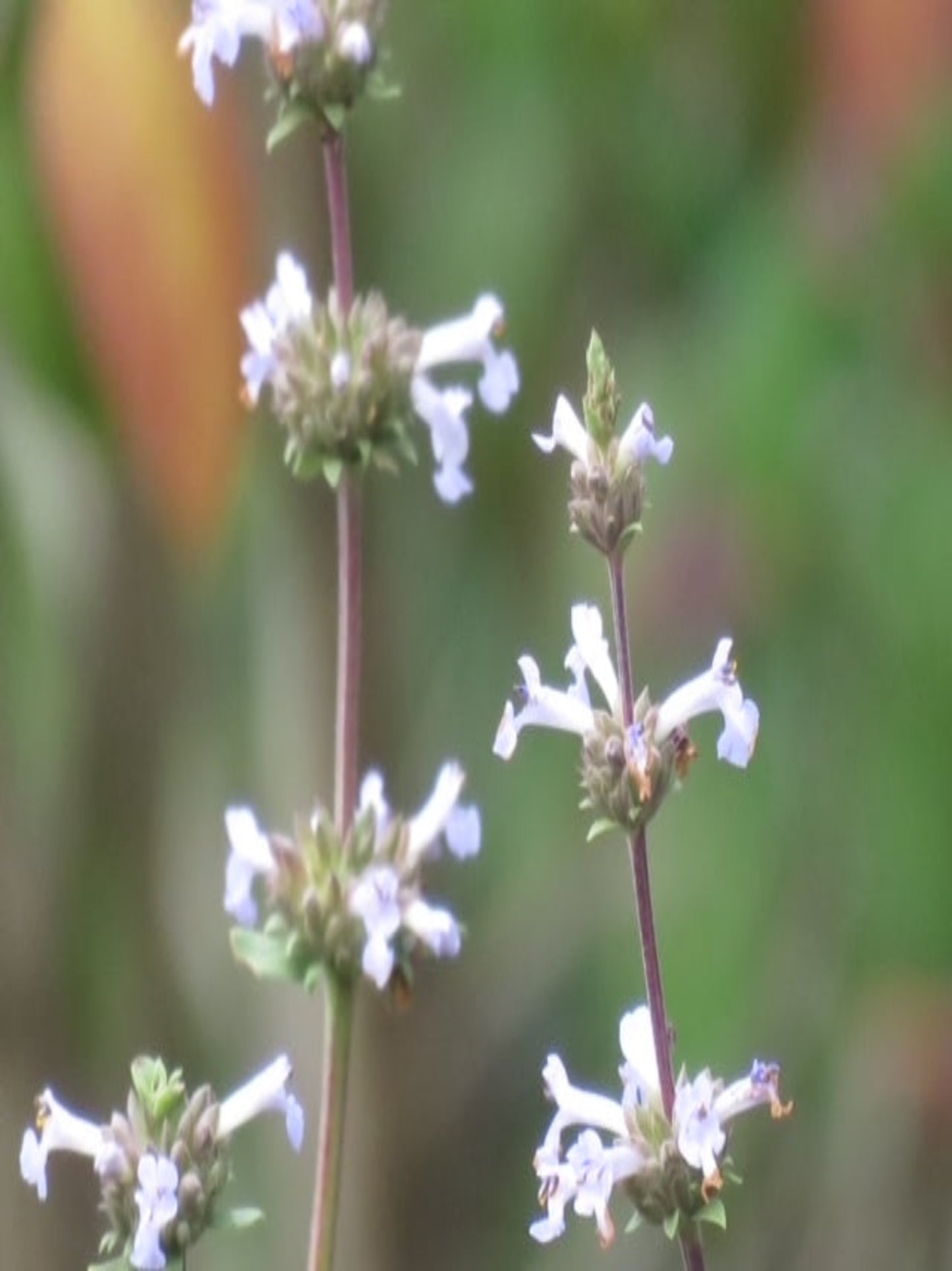 Salvia munzii