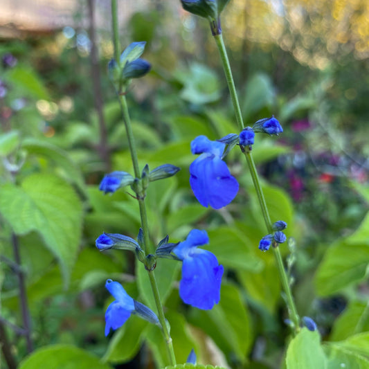 Salvia reptans 'West Texas form'