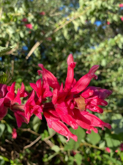 Salvia wagneriana dark form