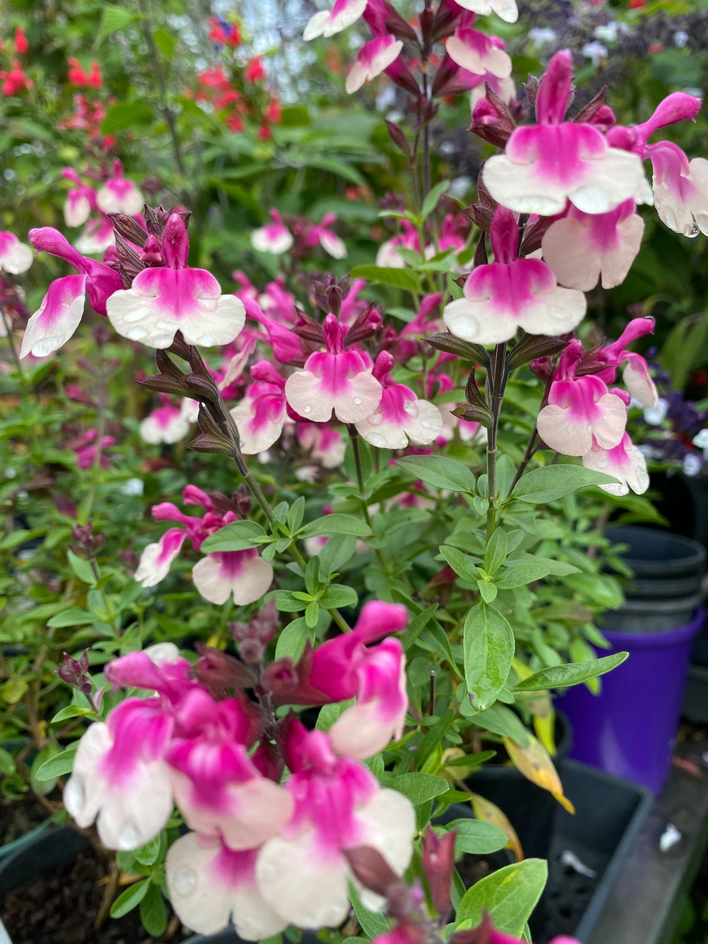 Salvia 'Mirage Rose Bicolor'