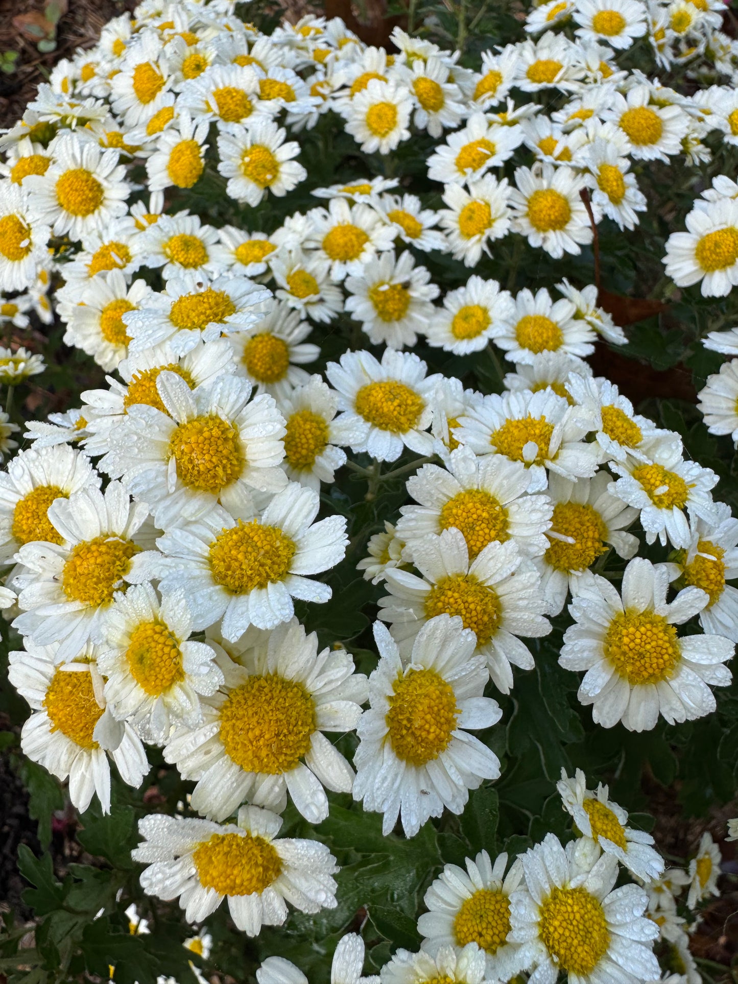 Chrysanthemum ‘Snow Dome’
