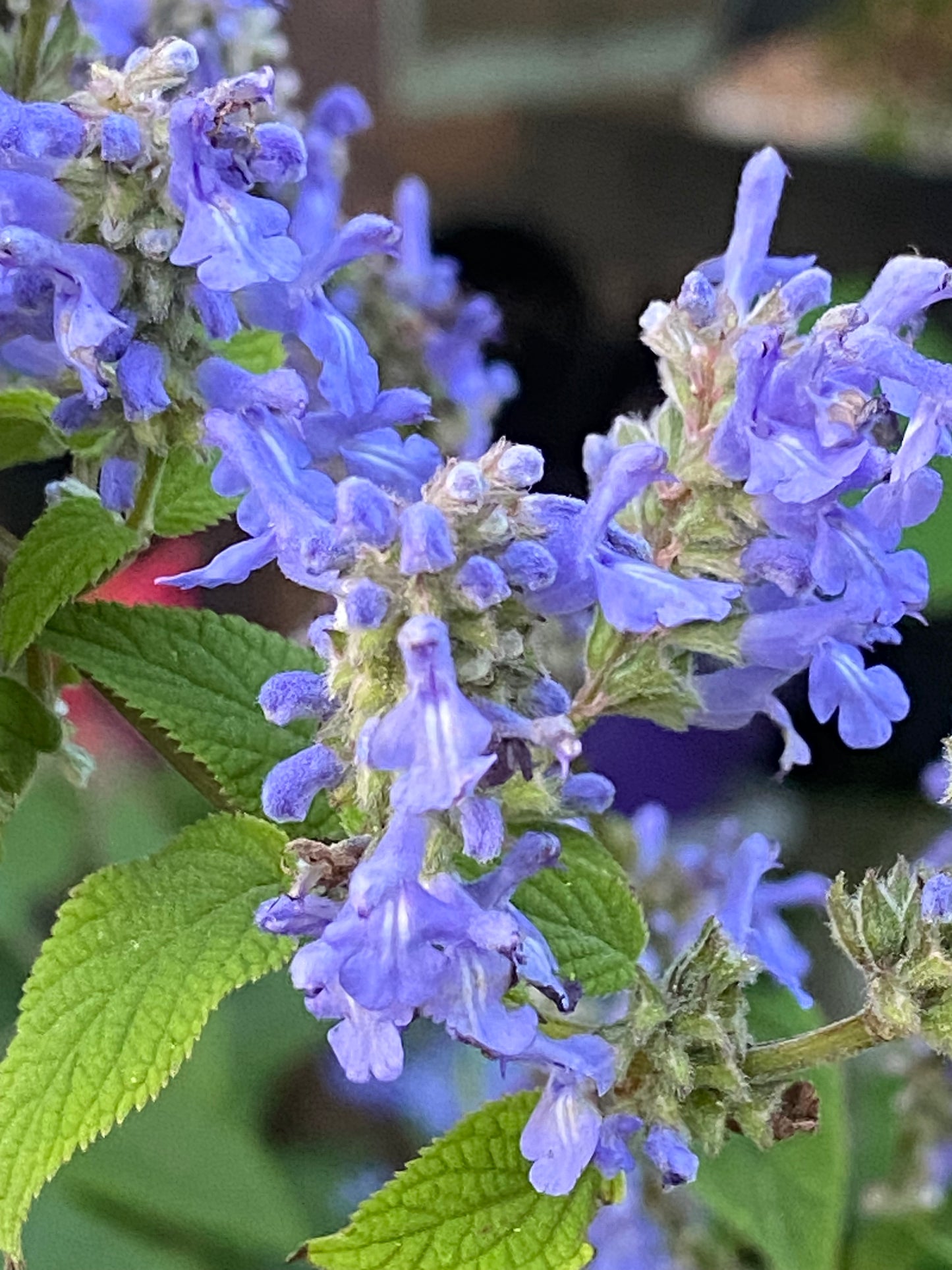 Salvia 'Blue Bird'