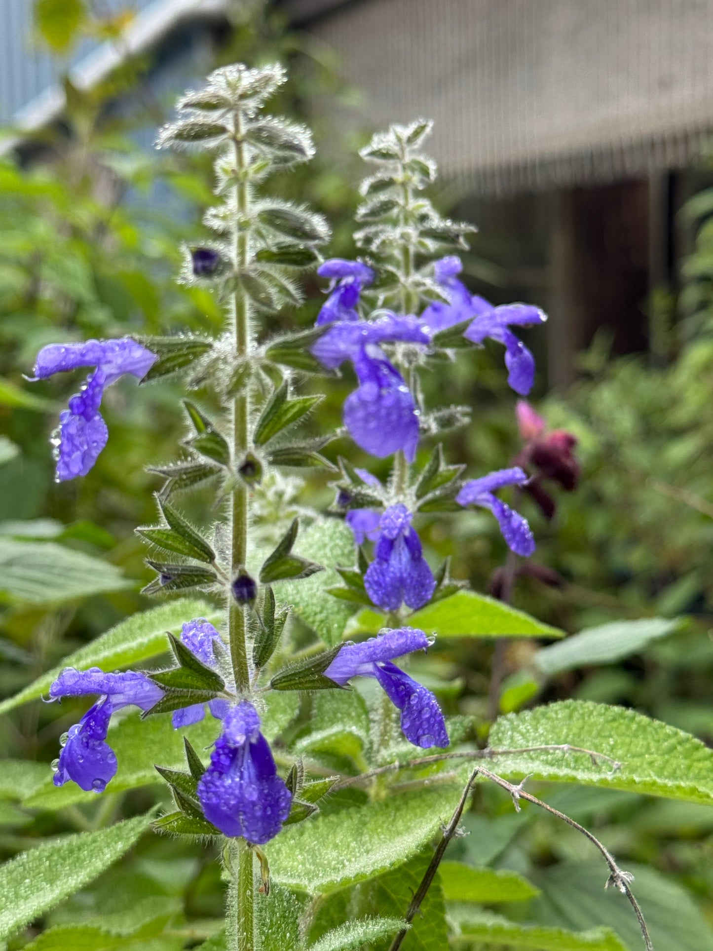 Salvia urica 'Gil Barlow'