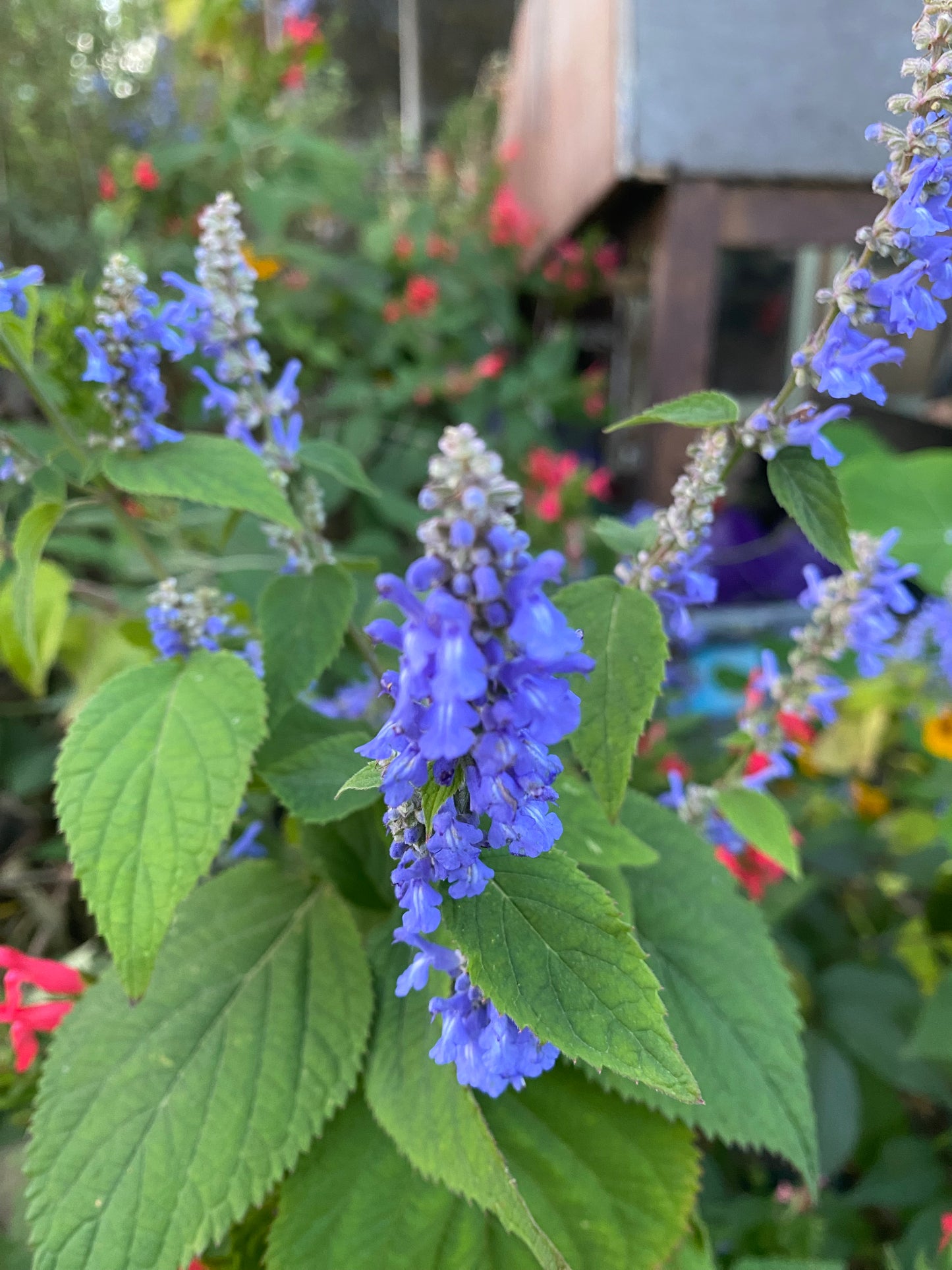 Salvia 'Blue Bird'