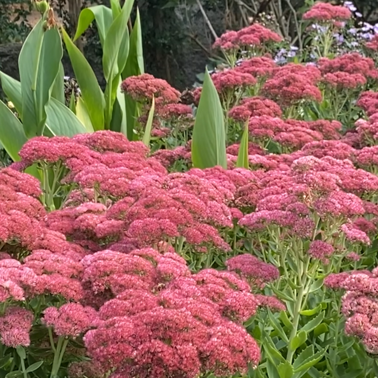 Sedum 'Autumn Joy'