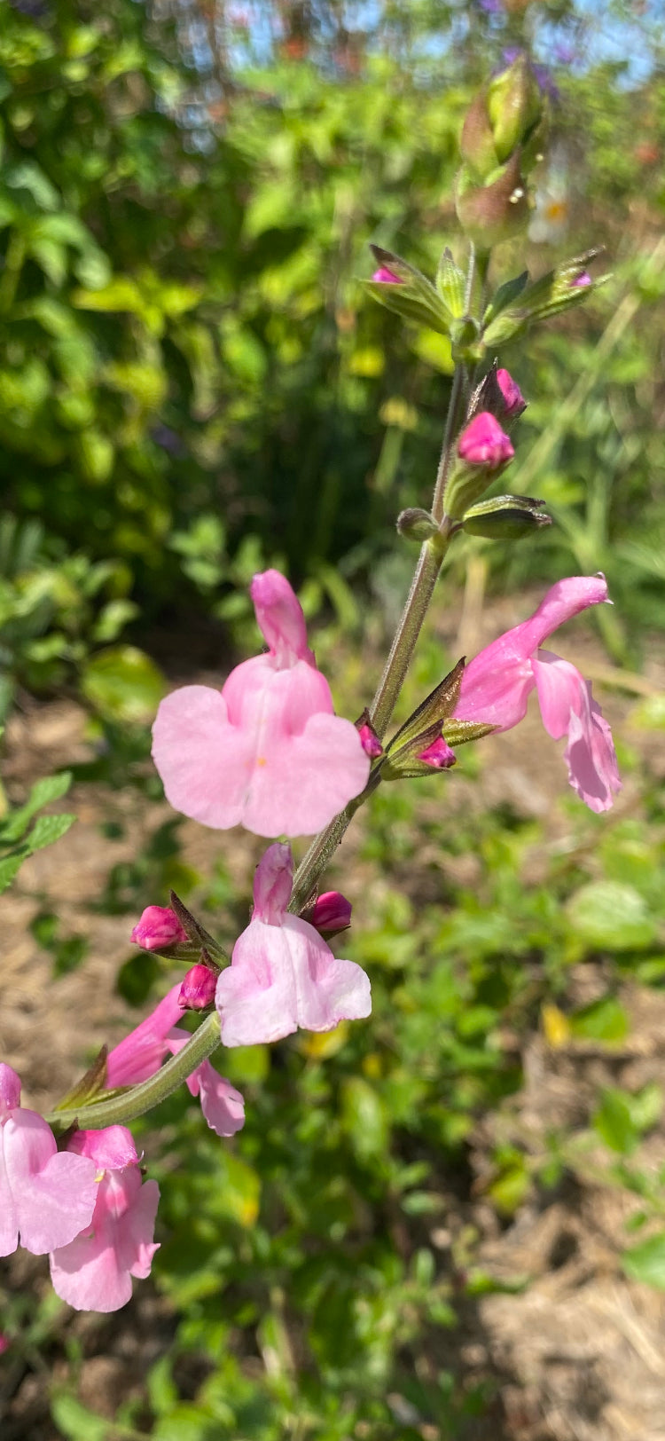 Salvia microphylla 'Orchid Showers'