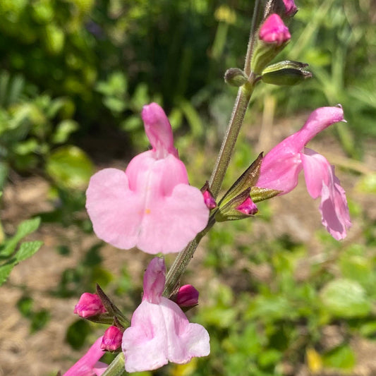 Salvia microphylla 'Orchid Showers'