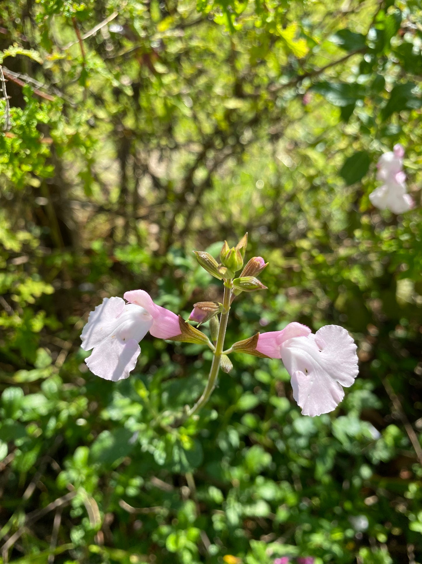 Salvia 'Powder Puff'