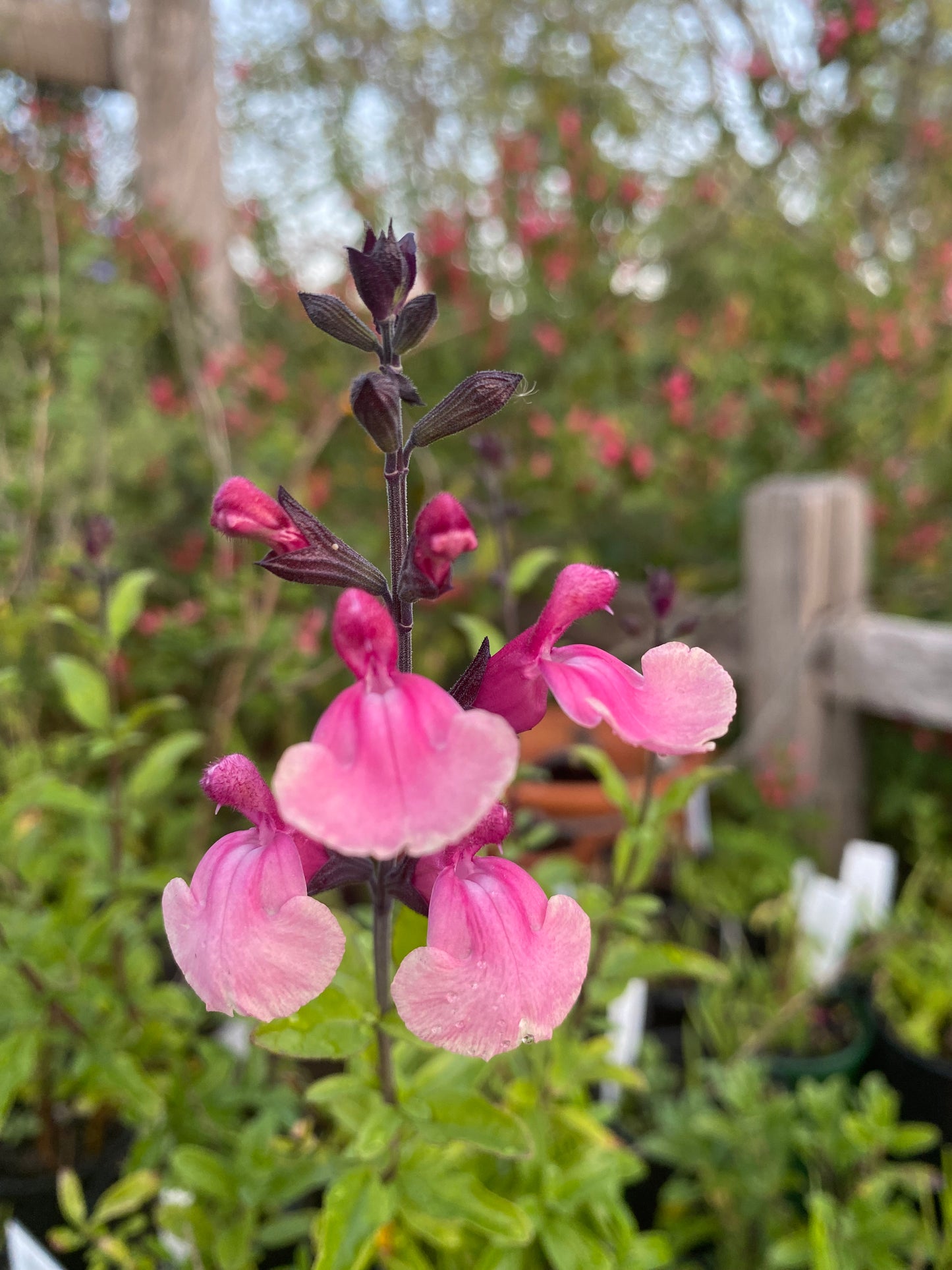 Salvia ballerina