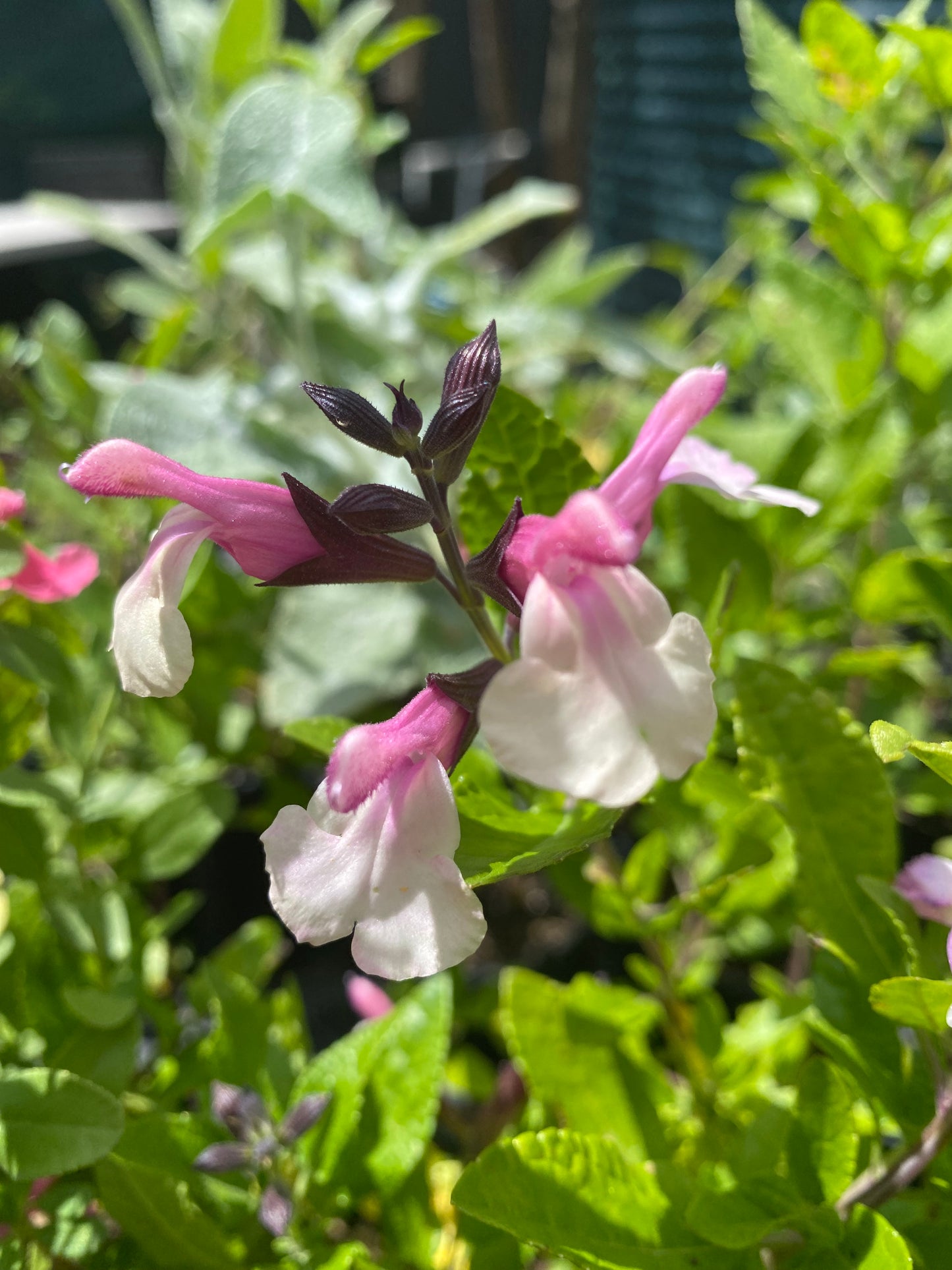 Salvia microphylla 'Sweet Laura'