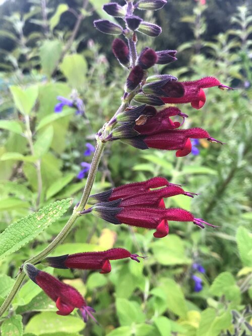 Salvia envy (dark form)