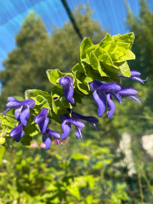 Salvia atrocyanea: