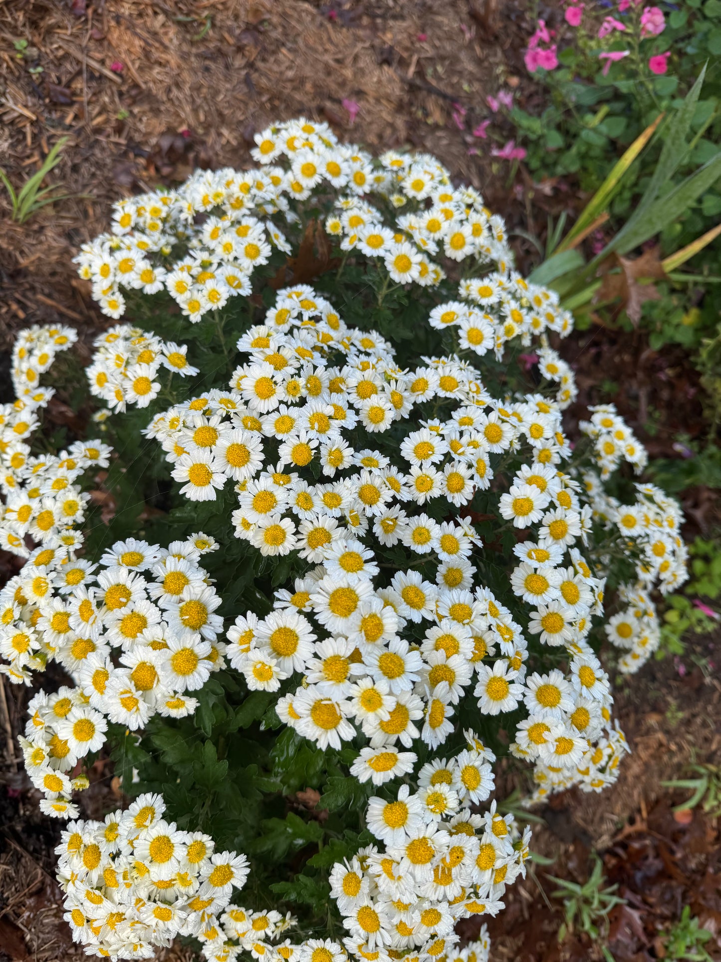 Chrysanthemum ‘Snow Dome’