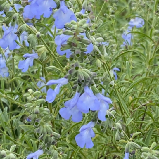 Salvia azurea