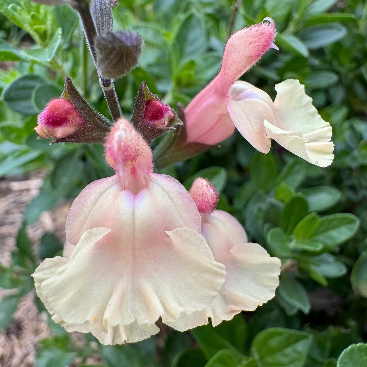 Salvia Apricot