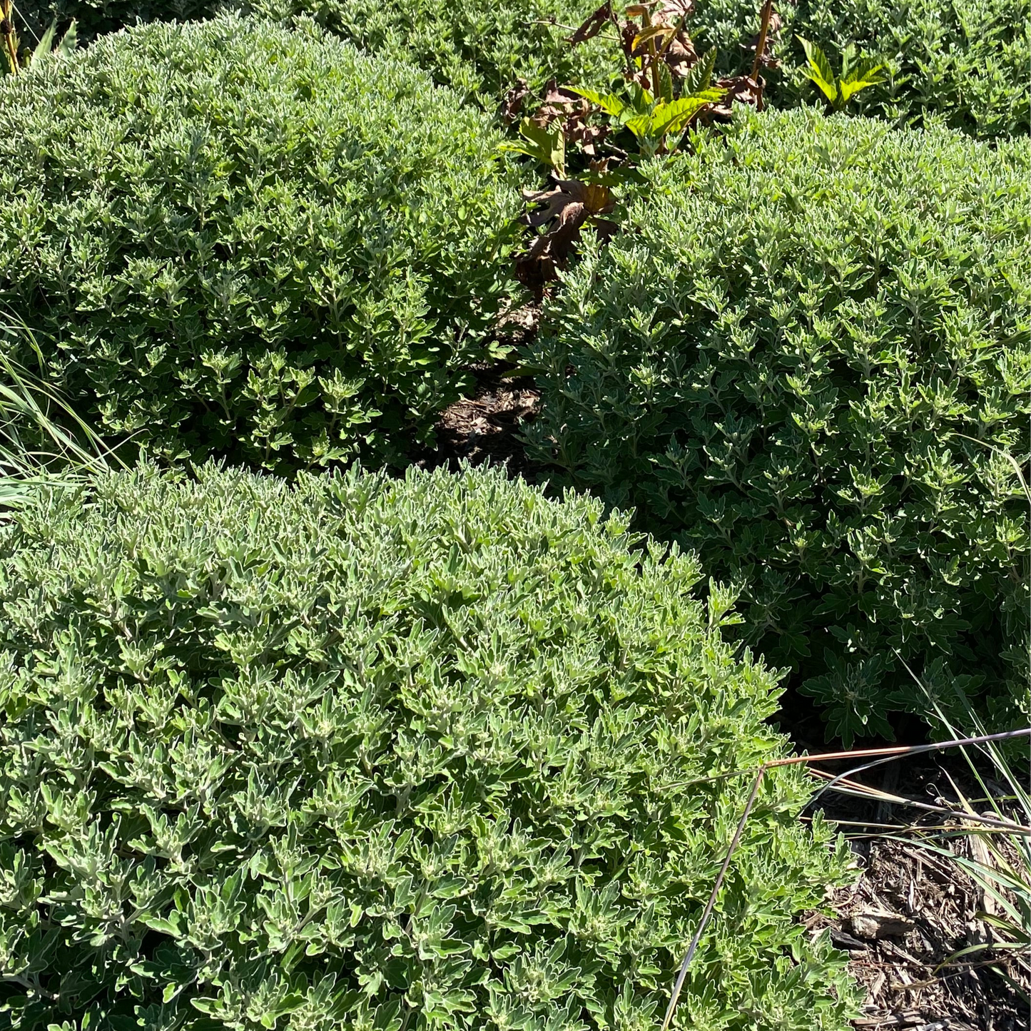 Chrysanthemum ‘Snow Dome’