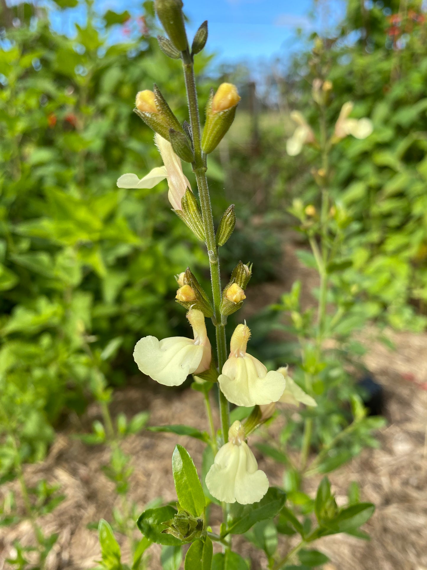 Salvia microphylla 'Iced Lemon'