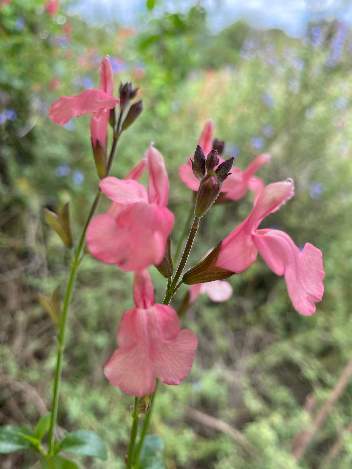 Salvia Sensation