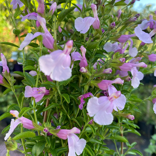 Salvia greggii 'Playa Rosa'