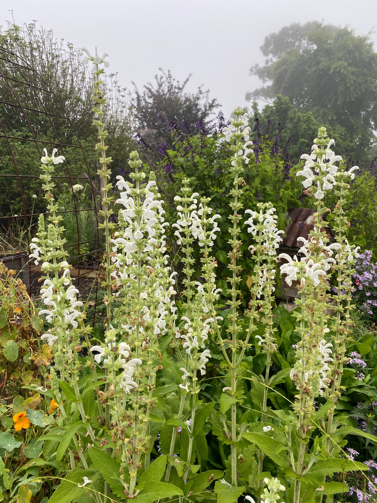 Salvia Radula