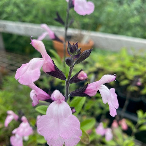 Salvia microphylla ‘Flamingo’